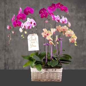 orchid-delight